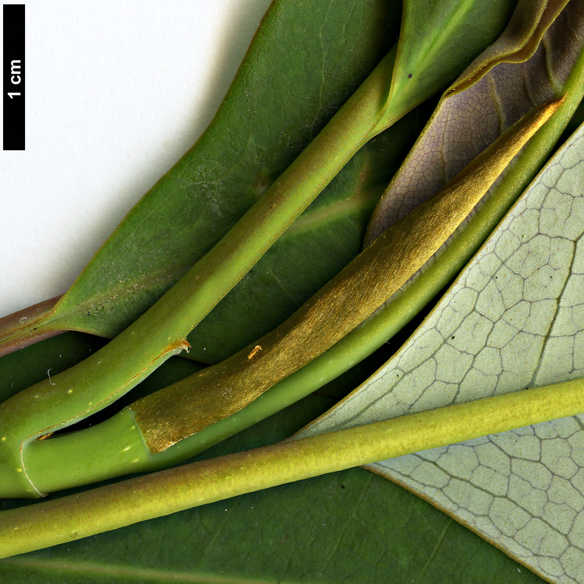 High resolution image: Family: Magnoliaceae - Genus: Magnolia - Taxon: sapaensis